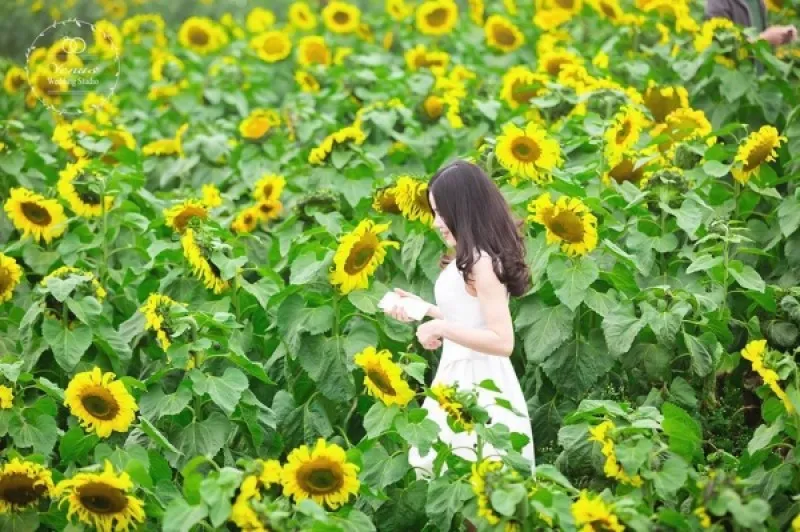 Vườn hoa Hướng Dương